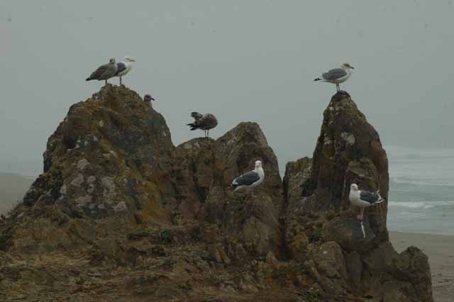 seagulls on rock